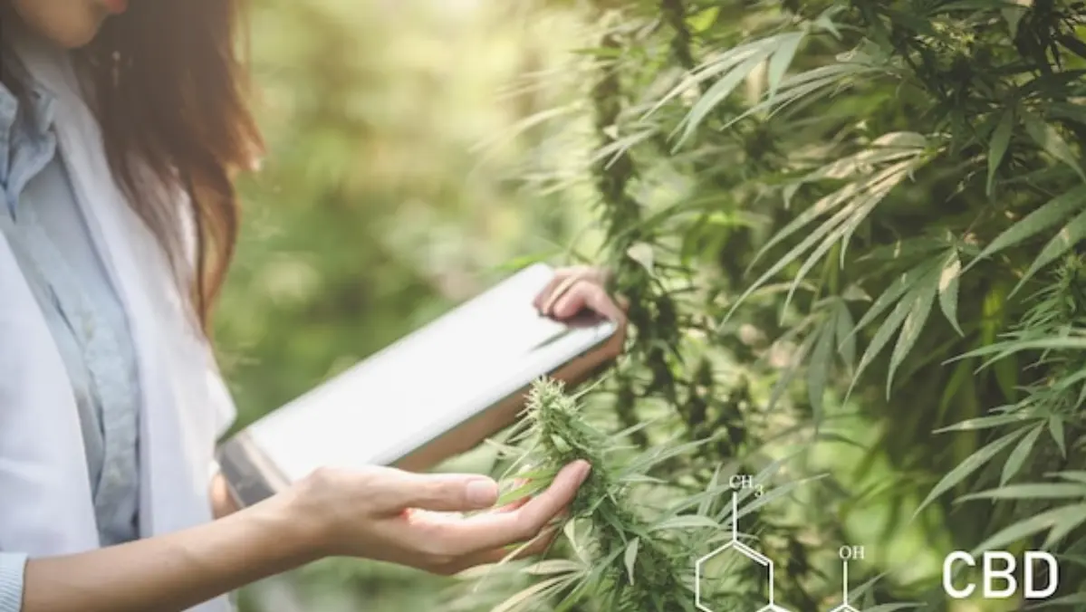 Cannabis Plant Genetics