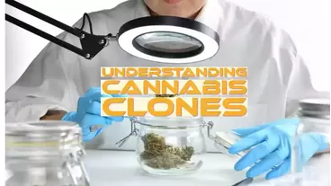 Understanding Cannabis Clones