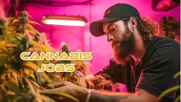 Cannabis Jobs Near Me