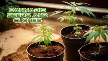 Cannabis Seeds and Clones