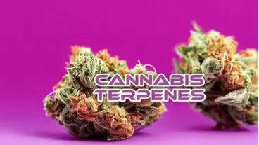 Cannabis Terpenes