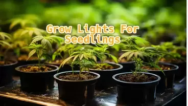 Grow Lights for Seedlings