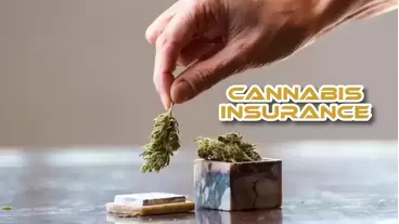 Cannabis Insurance importance