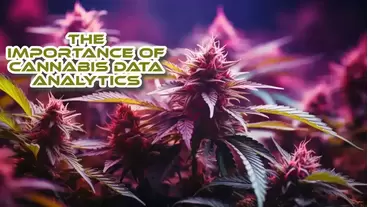 The Importance of Cannabis Data Analytics
