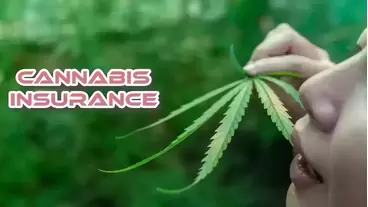 Cannabis Insurance